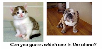 The answer is the kitty.